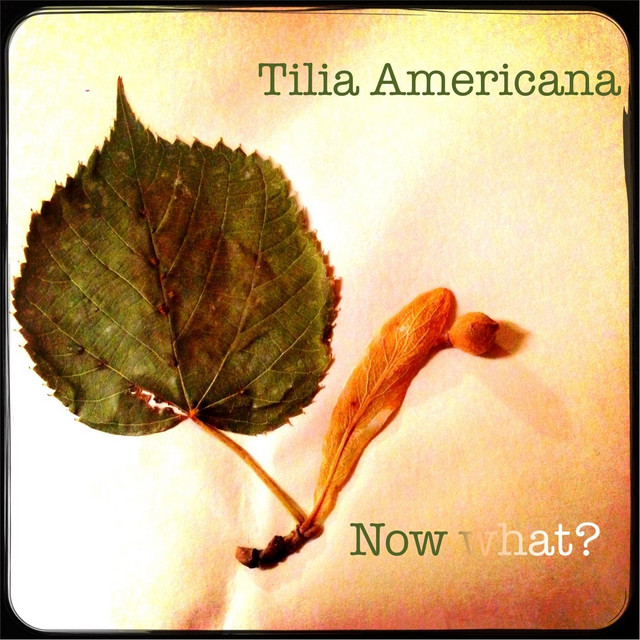 Tilia Americana